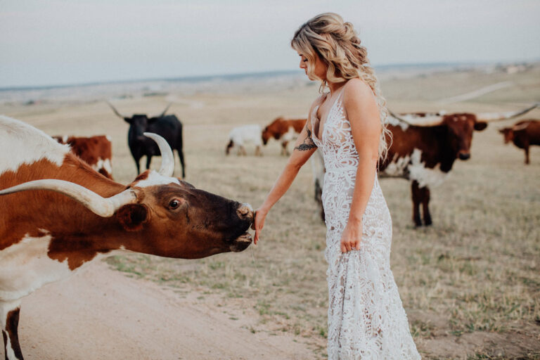 A bride in a lace gown feeding a Texas Longhorn in the pasture at Younger Ranch