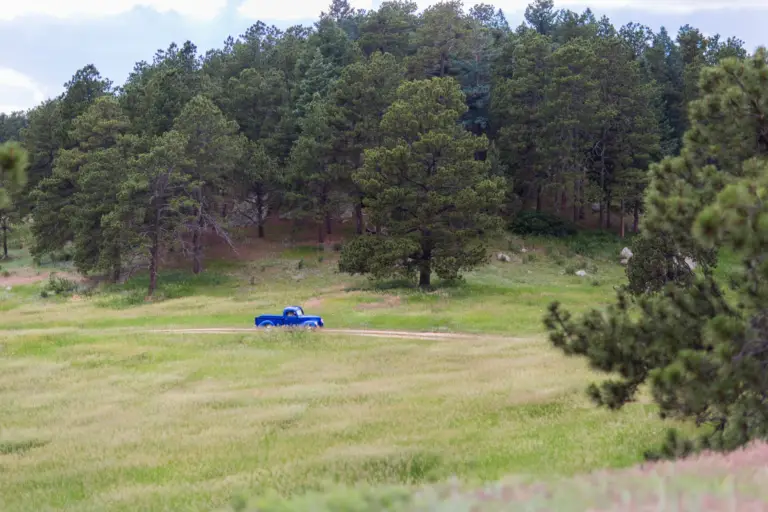 Green meadow and ponderosa pines at Younger Ranch with a blue pickup in the distance